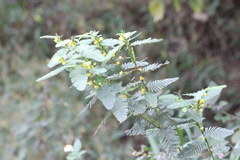 Chamaecrista leschenaultiana