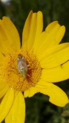 Calocoris roseomaculatus