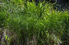Festuca rubra commutata