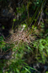 Festuca rubra commutata