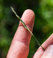 Festuca rubra commutata