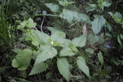 Urtica dioica