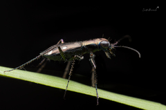 Cylindera paradoxa