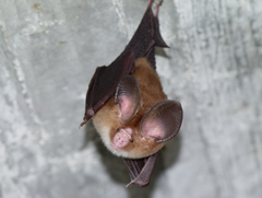 Hipposideros pomona