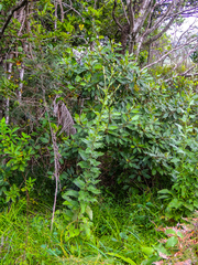 Senecio panduriformis