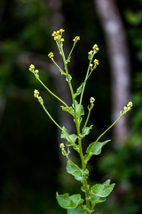 Senecio panduriformis