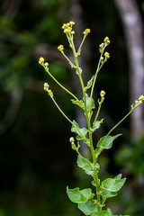 Senecio panduriformis