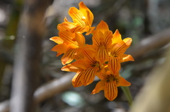 Chloraea nudilabia