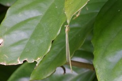 Pseudagrion pruinosum