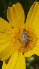 Calocoris roseomaculatus