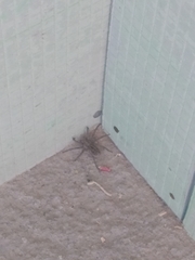 Lycosidae