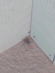 Lycosidae