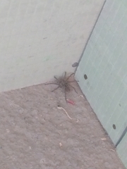 Lycosidae