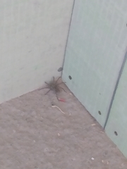 Lycosidae