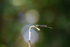 Prodasineura verticalis