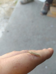 Pyraloidea