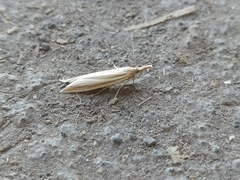 Pyraloidea