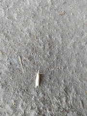 Pyraloidea