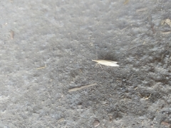 Pyraloidea