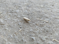 Pyraloidea