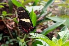 Heliconius sara