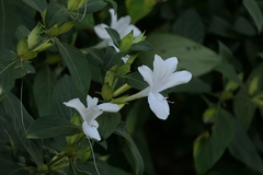 Barleria lawii