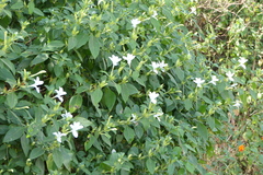 Barleria lawii