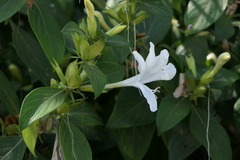 Barleria lawii
