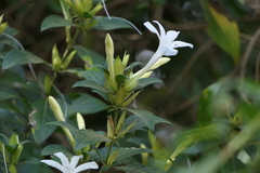 Barleria lawii