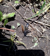 Campsomeris bistrimacula