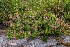 Aeollanthus parvifolius