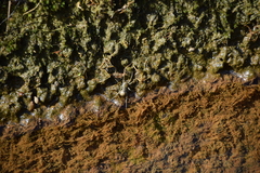 Dolomedes mizhoanus