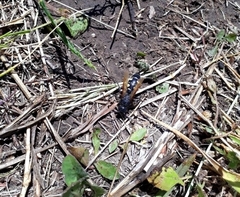 Campsomeris bistrimacula