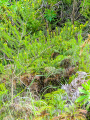 Aspalathus dahlgrenii