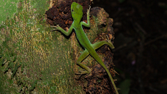 Enyalius