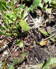 Campsomeris bistrimacula