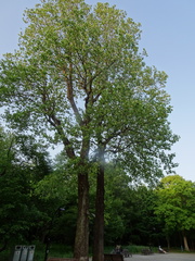 Liriodendron tulipifera