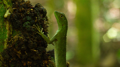 Enyalius