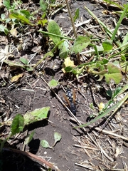 Campsomeris bistrimacula