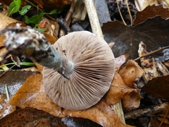Stropharia