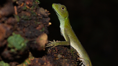 Enyalius