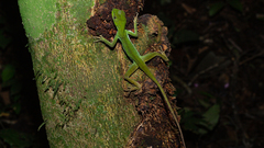 Enyalius