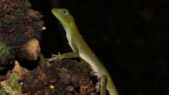 Enyalius