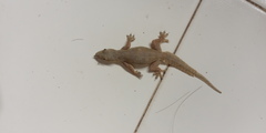 Hemidactylus platyurus