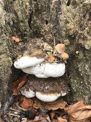 Fungi