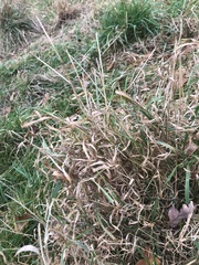 Poaceae