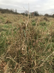 Poaceae