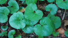 Asarum caucasicum