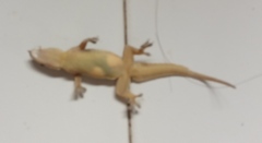 Hemidactylus platyurus