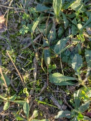 Ephippiger perforatus